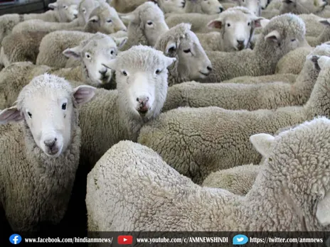 Export: पाकिस्तान गधे और मुस्लिम देश भेड़ें बेचकर होगा मालामाल