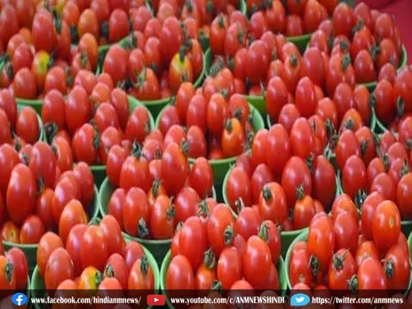 Tomato Price: आसमान छू रहे टमाटर के रेट