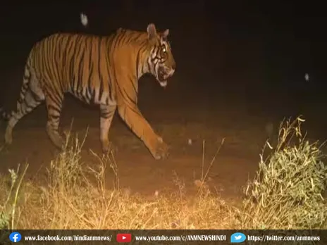 Tiger : घायल अवस्था में मिले बाघ की मौत
