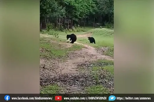 भालू अपने बच्चों के साथ पार्क में खेल रहा था फुटबॉल, देखे वीडियो