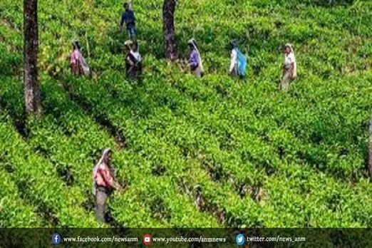चाय उत्पादन में आई कमी पर भारत कर सकता है भरपाई