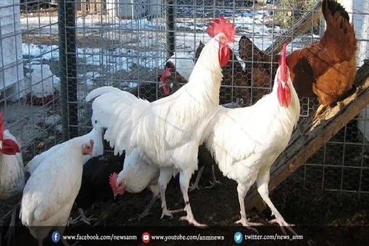 Clash for Chicken: आधा किलो मुर्गा को लेकर जमकर मारपीट, तीन घायल