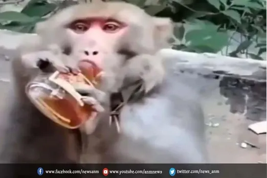 शराब प्रेमी बंदर शराब विक्रेताओं के लिए मुसीबत