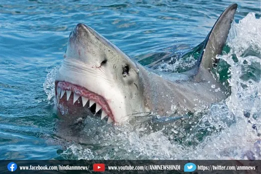 शार्क का हमला : देखिए वीडियो