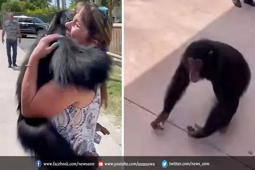 वायरल वीडियो: चिम्पांजी ने यूं महिला को लगाया गले