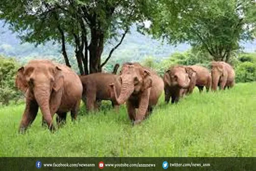 हाथियों के बढ़ते हमलों पर चिंता जताई ममता बनर्जी