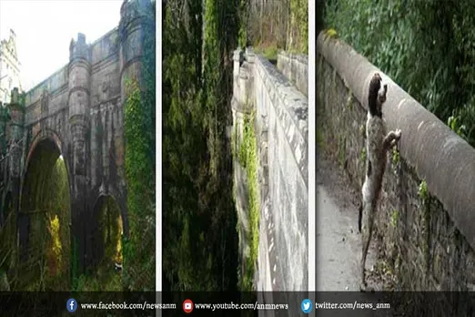रहस्यमयी पुल से कूदकर कुत्तों ने की आत्महत्या