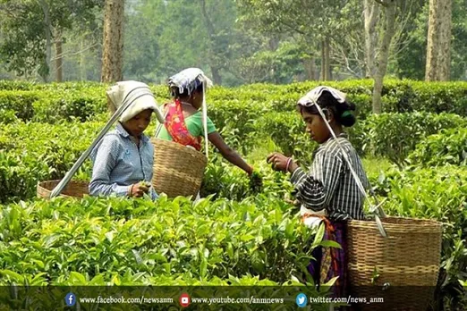 चाय बागान श्रमिकों के लिए कृषि पट्टा मांगेगा जीटीए