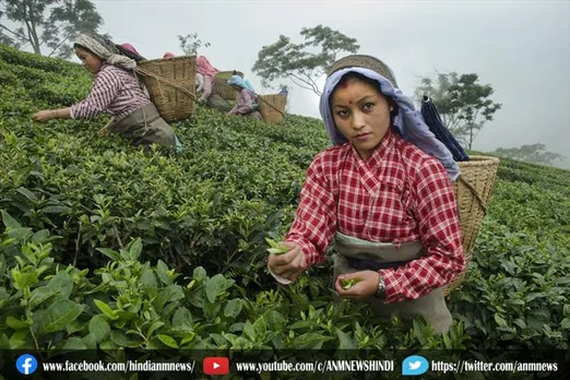 चाय बागान का काम बंद करने पर 550 बेरोजगार