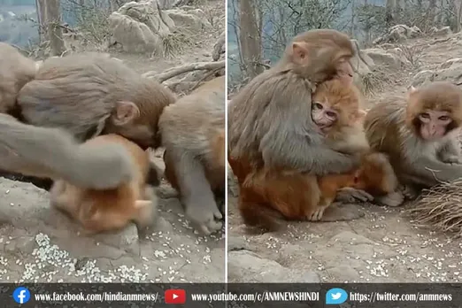 बंदर का हैरान करने वाला वीडियो वायरल