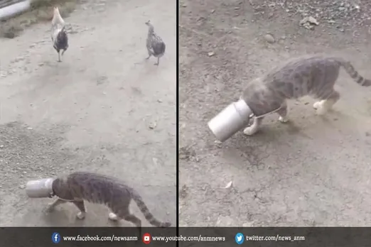 VIDEO: दूध की चोरी बेचारी बिल्ली को पड़ गई भारी