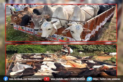 गौ तस्करों पर पुलिस का विशेष अभियान, गौ, बछड़ा लदा 3 गाड़ी पकड़ी