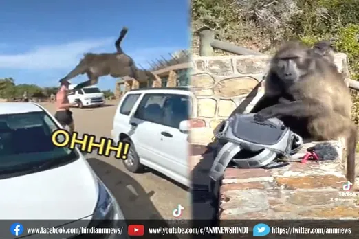 बंदरों के समूह ने किया हमला, वीडियो वायरल