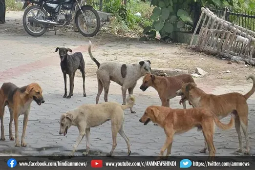 कुत्तों के झुंड का हमला से छह साल के बच्चे का हालत गंभीर