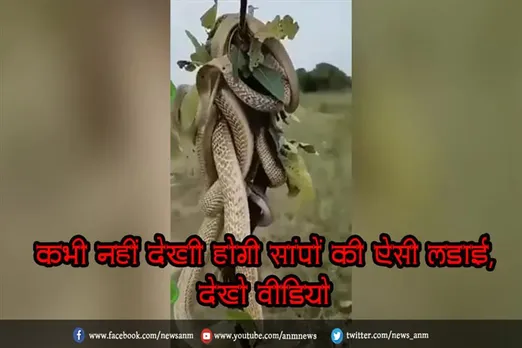 कभी नहीं देखी होगी सांपों की ऐसी लड़ाई, देखे वीडियो