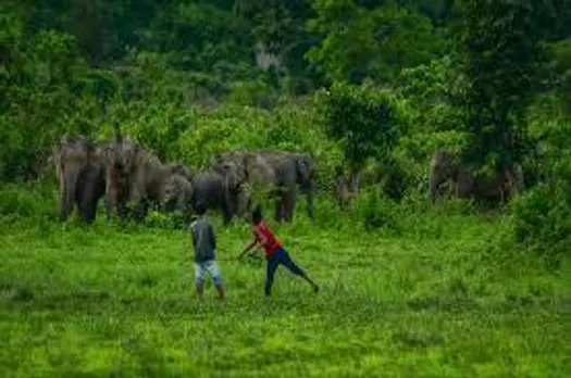 असम में हाथी के हमले में महिला की मौत