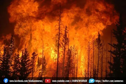 सीरियाई जंगल में आग लगाने वाले 24 लोगों को फांसी, 11 को उम्रकैद