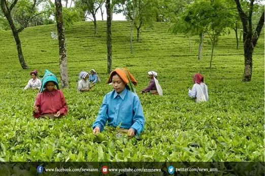 चाय श्रमिकों को मुफ्त घर बांटने की प्रक्रिया को कर रही है तेज