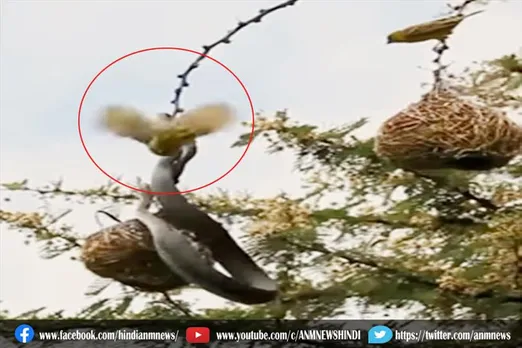 चिड़िया भिड़ी खतरनाक कोबरा से : देखिए वीडियो