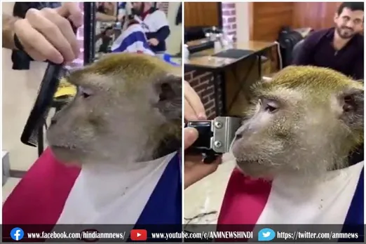 बंदर पहुंच गया सैलून और बनवाई दाढ़ी, देखें पूरा वीडियो
