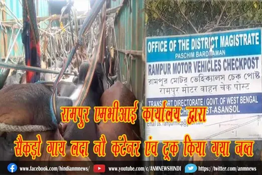 रामपुर एमभी कार्यालय द्वारा सैकड़ो गाय लदा नौ कंटेनर एंव ट्रक किया गया जब्त