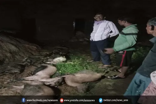 भारी बारिश के कारण 12 बकरीयो की मौत