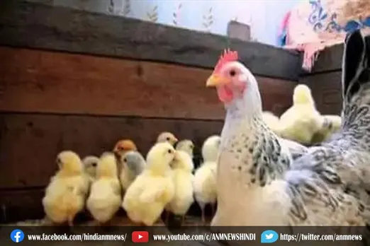 शादी में तेज डीजे बजने के कारण 63 मुर्गियों की हुई मौत, शिकायत दर्ज