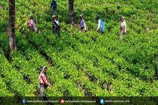 चाय की जमीन को टैप करने के लिए इतने करोड़ रुपए का प्रस्ताव