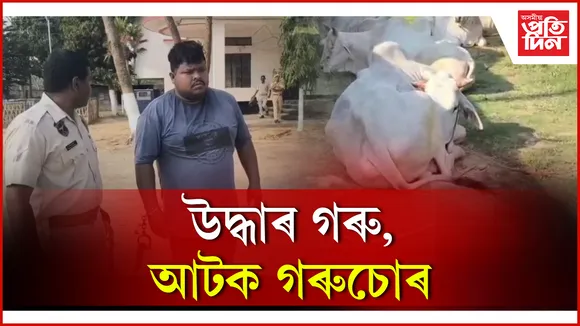 উদ্ধাৰ গৰু, আটক গৰুচোৰ