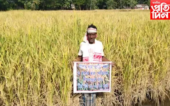 মোৰাঝাৰত ৰঞ্জিত বাহাদুৰ ধানৰ ফচল দেখি উৎফুল্লিত কৃষক...