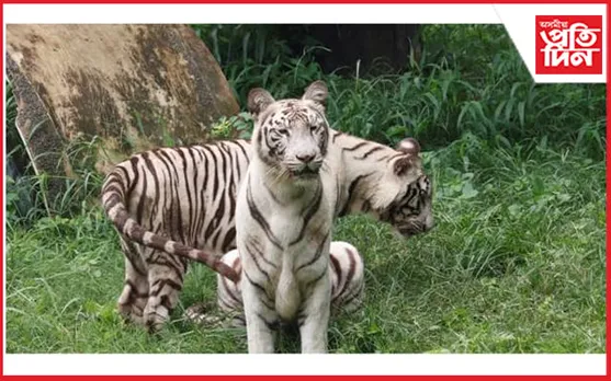 ৰাষ্ট্ৰীয় চিৰিয়াখানাত যমজ চিতাৰ প্ৰথম সংখ্যক জন্মদিন উদযাপন