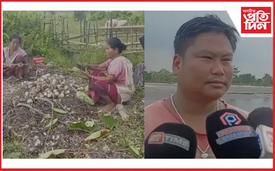 চিকমৰ ৰাইজে কচু খেতিৰে চলাইছে জীৱন-জীৱিকাৰ সংগ্ৰাম
