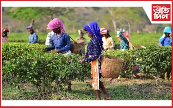 শীৰ্ষত কাঞ্চনজুৰি : ১৯ খন চাহবাগিছাই অমান্য কৰিলে নগাঁৱৰ আয়ুক্তৰ নিৰ্দেশ