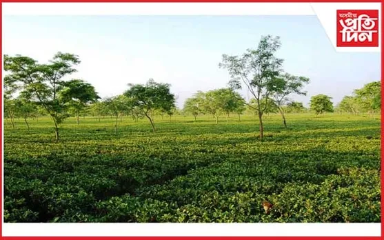 চাহক ৰাষ্ট্ৰীয় পানীয় হিচাপে ঘোষণা কৰিব লাগেঃ আপ