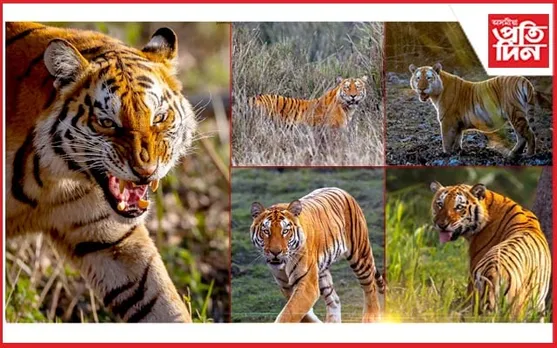 কাজিৰঙাত ২৩টা বাঘ দৰ্শন পশ্চিম বংগৰ ফটোগ্ৰাফাৰ সুমন দাসৰ 