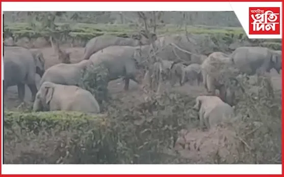 শান্ত হাতী হৈ পৰিছে অশান্ত : লেটেকোজন চাহ বাগিচাৰ উদণ্ড যুৱকৰ অতপালি