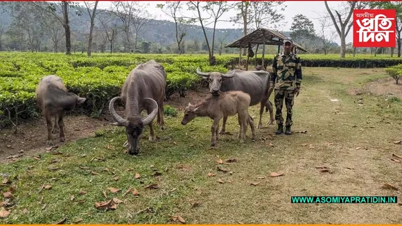 বিএছএফৰ অভিযানত কাছাৰত ৬ টা চোৰাং ম'হ জব্দ