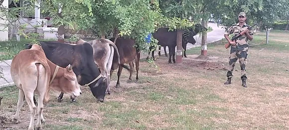 সুখচৰ আৰক্ষীৰ অভিযানত জব্দ ১১ টা চোৰাং গৰু
