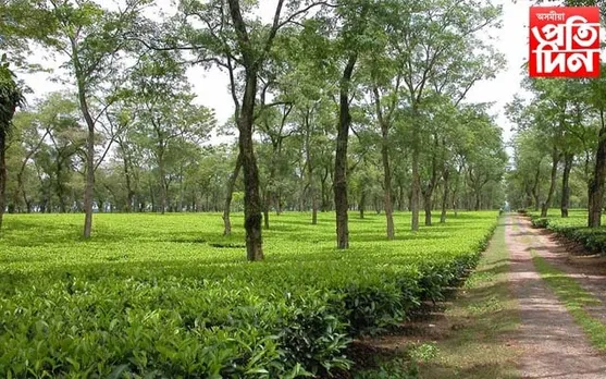 ১ জুনৰ পৰা বটলিফ ফেক্টৰীয়ে  ক্ষুদ্ৰ চাহ খেতিয়কৰ পৰা কেচা চাহ পাত ক্ৰয় নকৰে!