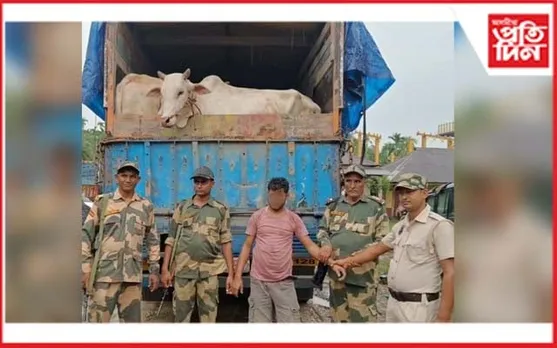 কাছাৰত ১৮ টা বাৰ্মিজ গৰুসহ ৪ টা ম'হ জব্দ