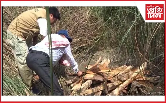 ওৰাং ৰাষ্ট্ৰীয় উদ্যানত উদ্ধাৰ মৃত ঢেকীয়াপতীয়া বাঘ
