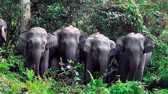 Epic to air 'Jungle ke Baahubali', showcase magnificence of India