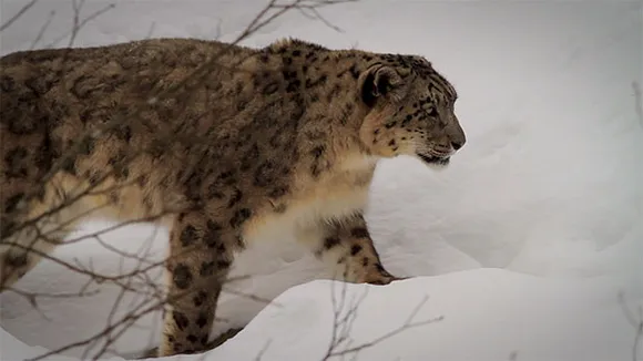 Animal Planet to air award-winning wildlife film 'Gyamo - Queen of the mountains'