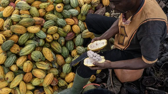 Valentine's Day 2024: Bittersweet Challenges for the Cocoa Industry