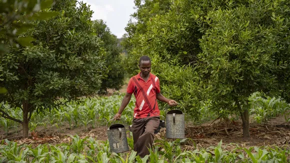 Malawi Eyes Top 5 Global Macadamia Producer Status by 2025, Boosting Forex Earnings