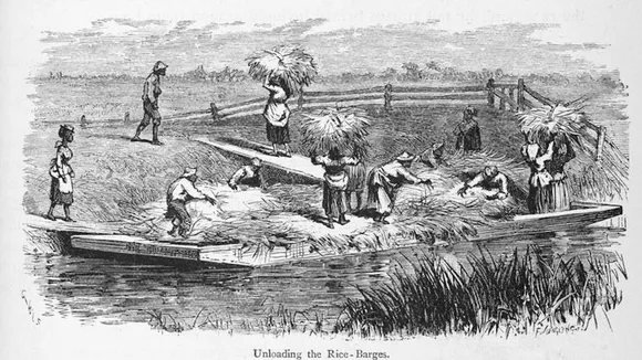 Unveiling History: NC Researchers Discover 19th-Century Rice Cultivation Engineering by Enslaved Africans