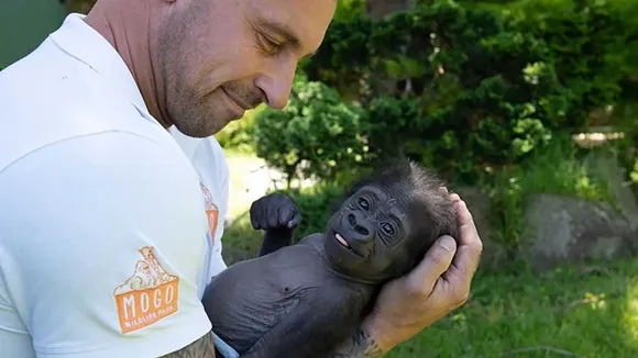 Tragedy and Hope at Howletts: The Emotional Bond Between Kumbi and His Adopted Gorilla Mother