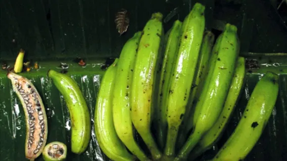 Innovative Breakthrough in Salalah: Discovery of New Banana Species Boosts Economic Prospects