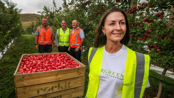 Hawke's Bay Apple Harvest Boosted: 29,200 Bins Restored Post-Cyclone Gabrielle
