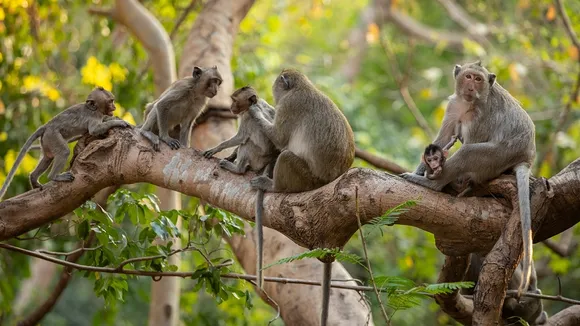 Endangered Cambodian Macaques: Poached for Pharma in a $54,000 Per Monkey Trade